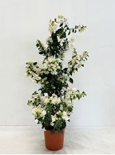 Picture of MYO Bougainvillea "Elegance" White