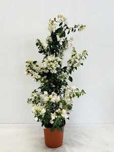 Picture of MYO Bougainvillea "Elegance" White