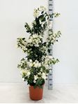 Picture of MYO Bougainvillea "Glabra"