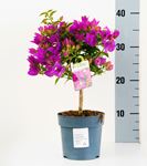 Picture of MYO Bougainvillea "Sabina" 