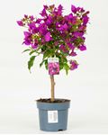Picture of MYO Bougainvillea "Sabina" 