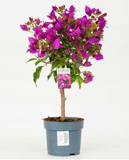 Picture of MYO Bougainvillea "Sabina" 