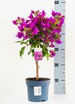 Picture of MYO Bougainvillea "Sabina" 