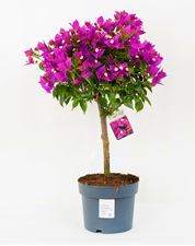 Picture of MYO Bougainvillea "Sabina" 