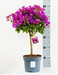 Picture of MYO Bougainvillea "Sabina" 