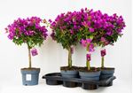 Picture of MYO Bougainvillea "Sabina" 