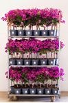 Picture of MYO Bougainvillea "Sabina"