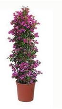 Picture of MYO Bougainvillea "Sabina"