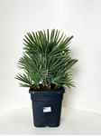 Picture of Chamaerops nano