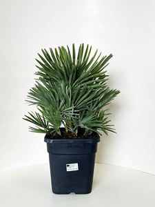 Picture of Chamaerops nano