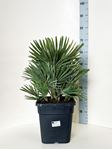 Picture of Chamaerops nano