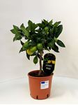 Picture of Citrus Lemon