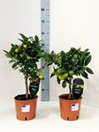 Picture of Citrus Lemon