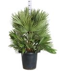 Picture of myo Chamaerops Humilis