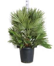 Picture of myo Chamaerops Humilis