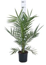 Picture of MYO Phoenix canariensis