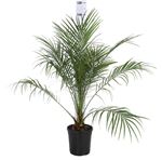 Picture of MYO Phoenix roebelinii