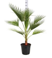 Picture of MYO Washingtonia robusta