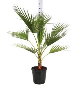 Picture of MYO Washingtonia robusta