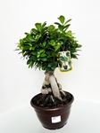 Picture of Ficus Ginseng Bonsai 
