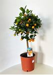 Bild von Citrus Calamondino