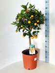 Bild von Citrus Calamondino