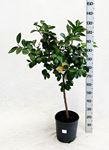 Immagine di Citrus Lemon Meyer