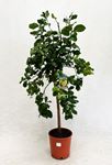 Immagine di Citrus Lemon Meyer