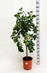 Immagine di Citrus Lemon Meyer