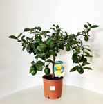 Picture of Citrus Lemon meyeri
