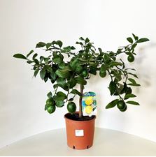 Picture of Citrus Lemon meyeri