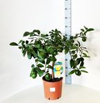 Picture of Citrus Lemon meyeri