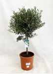 Picture of Olea europea
