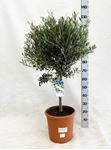 Picture of Olea europea