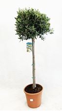 Picture of Olea europea