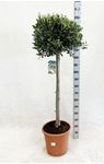 Picture of Olea europea