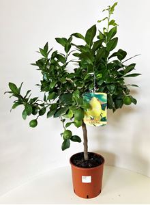 Immagine di Citrus Lemon
