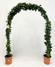 Picture of Citrus Lemon