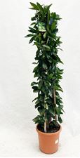 Picture of Citrus Lemon Lime