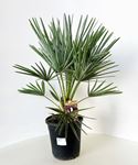 Picture of Chamaerops humilis