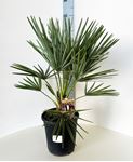 Picture of Chamaerops humilis