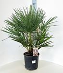 Picture of Chamaerops humilis