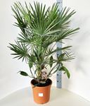 Picture of Chamaerops humilis
