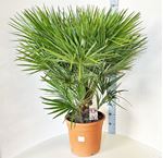 Picture of Chamaerops humilis