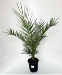 Picture of Phoenix canariensis