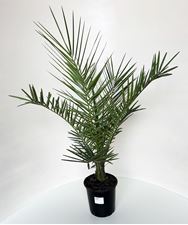 Picture of Phoenix canariensis