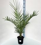 Picture of Phoenix canariensis