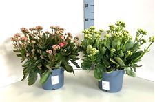 Picture of Kalanchoe Calandiva