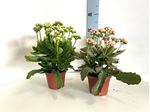 Picture of Kalanchoe Calandiva