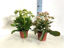 Picture of Kalanchoe Calandiva